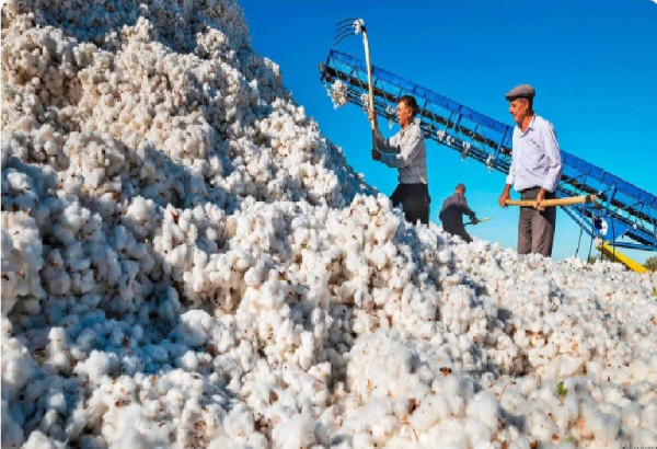COMMENT L'AZERBAIDJAN TRANSFORME LE COTON EN PRODUITS A FORTE VALEUR AJOUTEE