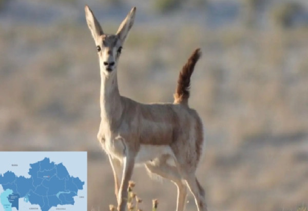 LE PARC NATUREL DE LA REGION DE MANGYSTAU ENREGISTRE UNE HAUSSE DU NOMBRE D'ANIMAUX RARES