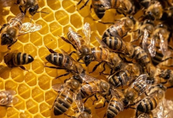 DES ABEILLES DANGEREUSES INTRODUITES EN AZERBAIDJAN