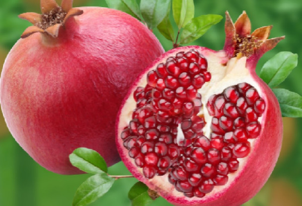 BAKOU MISE SUR L'AGRICULTURE INTELLIGENTE AVEC DE NOUVEAUX INVESTISSEMENTS AXES SUR LE CLIMAT