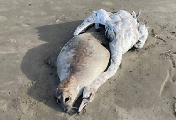 AU DAGHESTAN' DES PLAGES ONT ETE FERMEES EN RAISON D'UNE CATASTROPHE ECOLOGIQUE