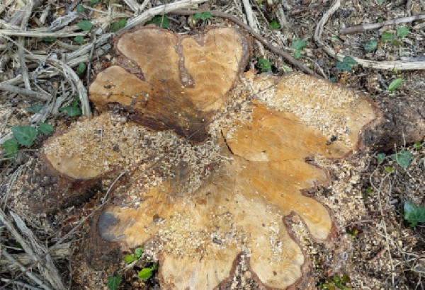 UN PREJUDICE ECOLOGIQUE: L'ABATTAGE ILLEGAL D'ARBRES DECOUVERT A OGOUZ