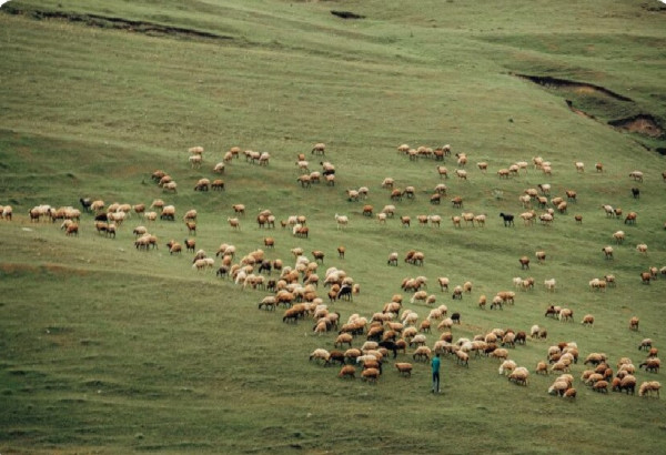 UN TABLEAU DE L'AGRICULTURE EN AZERBAIDJAN ET LES PREMICES D'UNE RELANCE PRODUCTIVE