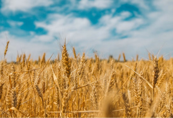 L'IRAN PRET A APPROVISIONNER LES PAYS DU CAUCASE ET DE LA C.E.I. EN PRODUITS ALIMENTAIRES ESSENTIELS