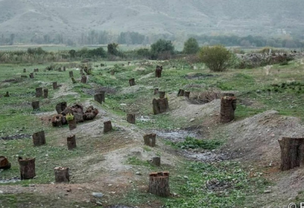 POURQUOI LES MILITANTS ARMÉNIENS NE SE SCANDALISENT-ILS PAS DES FORÊTS DÉTRUITES AU KARABAGH ET ALENTOUR PENDANT LA PERIODE DE L'OCCUPATION ?
