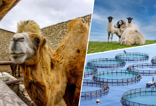 ELEVAGE: LES ANIMAUX QUI ONT FACONNE LES CAMPAGNES ONT DROIT A UNE SECONDE CHANCE