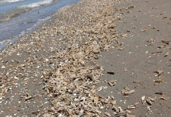 UN IMMENSE ESSAIM DE SAUTERELLES ENVAHIT LES PLAGES DE LA PENINSULE D'ABCHERON
