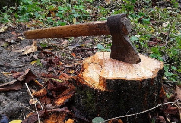 CONDAMNÉS POUR L’ABATTAGE ILLÉGAL D’ARBRES