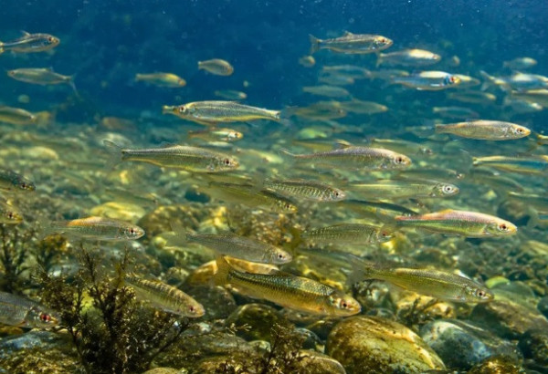 LE POISSON ARMÉNIEN  EST PARVENU JUSQU'EN EUROPE À PIEDS SECS