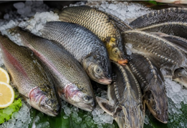 L'ARMÉNIE COMMENCE À EXPORTER DU POISSON VERS LA GÉORGIE APRÈS LES RESTRICTIONS RUSSES QUI FRAPPENT LE SECTEUR